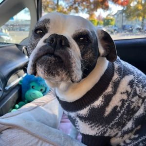 She’s just a lil bulldog!♥️